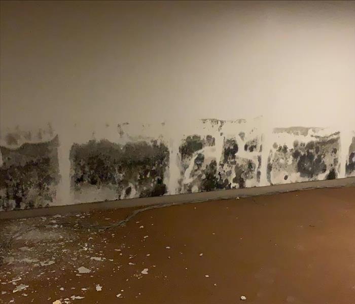 image of large amounts of mold present on walls in a Youngstown building