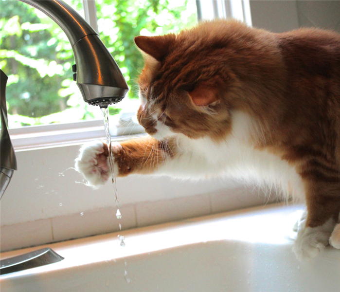 Picture is of a cat sticking its paw under the kitchen faucet drinking water 
