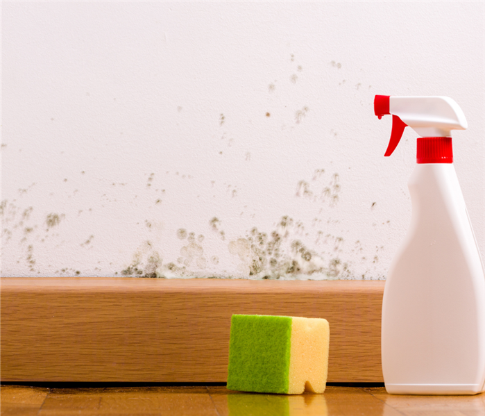 A spray bottle and sponge sit on the floor near a wall with mold.